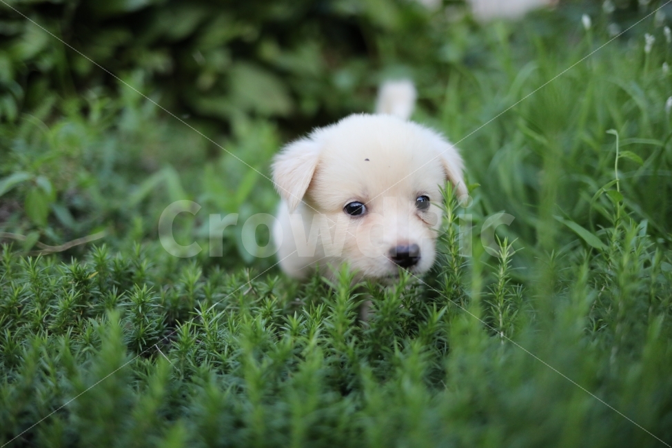 동물,강아지,개,빛모아노원,애완동물,똥강아지,달이,초록색,시골강아지,동물,animal,포유류,mammal,개,강아지,dog,doggy