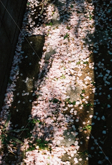 벚꽃,벚꽃길,봄,벚꽃잎,필름카메라,봄,계절,spring,season,식물,자연,plants,nature,꽃,flower,감성,sensible,feeling,blossom,petal,꽃잎,plant