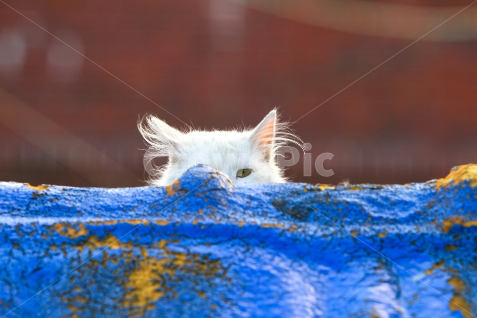 자연,고양이,길고양이,부산,대한민국,한국,natural,cat,busan,Republic of Korea,korea,지붕,roof,동물,animal,포유류,mammal,고양이,cat,kitten,kitty