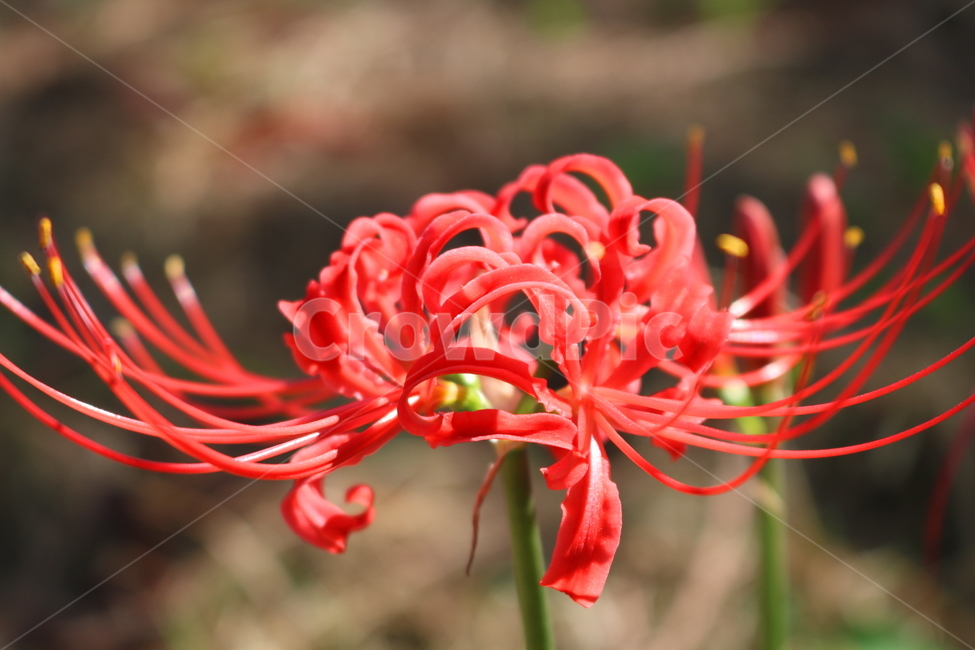 꽃,꽃무릇,수선화과,식물,자연,붉은상사화,붉은색꽃,식물,자연,plants,nature,꽃,flower