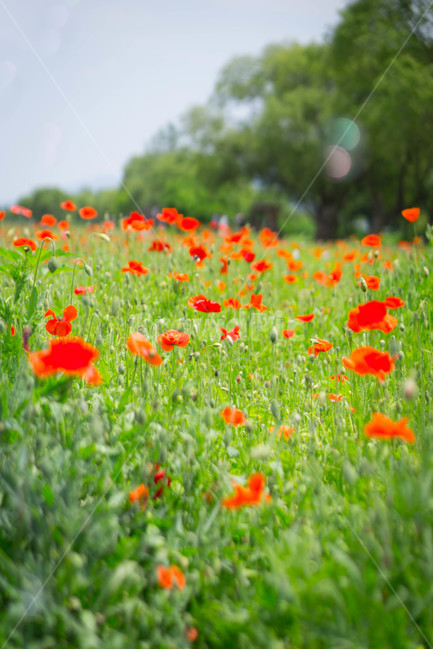 양귀비,양귀비꽃,6월,여름,물의정원,opiumpoppy,빨강,식물,자연,plants,nature,꽃,flower,경기도,남양주,green,red,식물,자연,plants,nature,꽃,flower