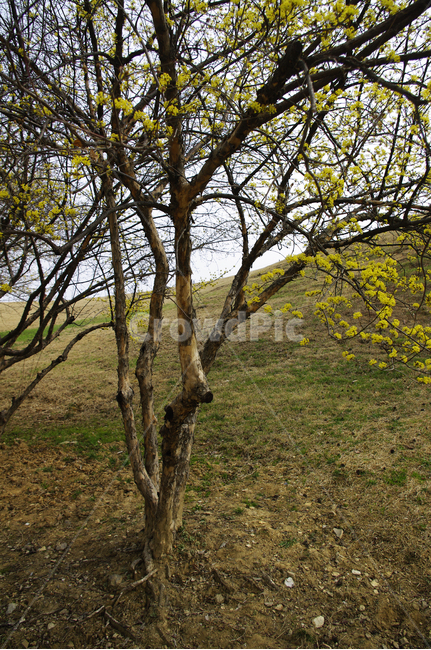 산수유,자연,nature,식물,plant,꽃,flower,나무,봄,spring,계절,봄,계절,spring,season,자연,풍경,nature,landscape,tree,tree trunk,나무 줄기