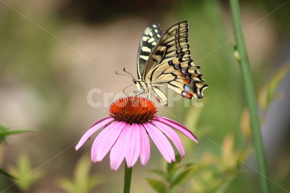 에키네시아,나비,호랑나비,echinacea,swallowtailbutterfly,식물,자연,plants,nature,꽃,flower,동물,animal,곤충,벌레,insect,bug