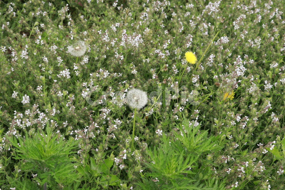 plant,식물,꽃,민들레,힐링