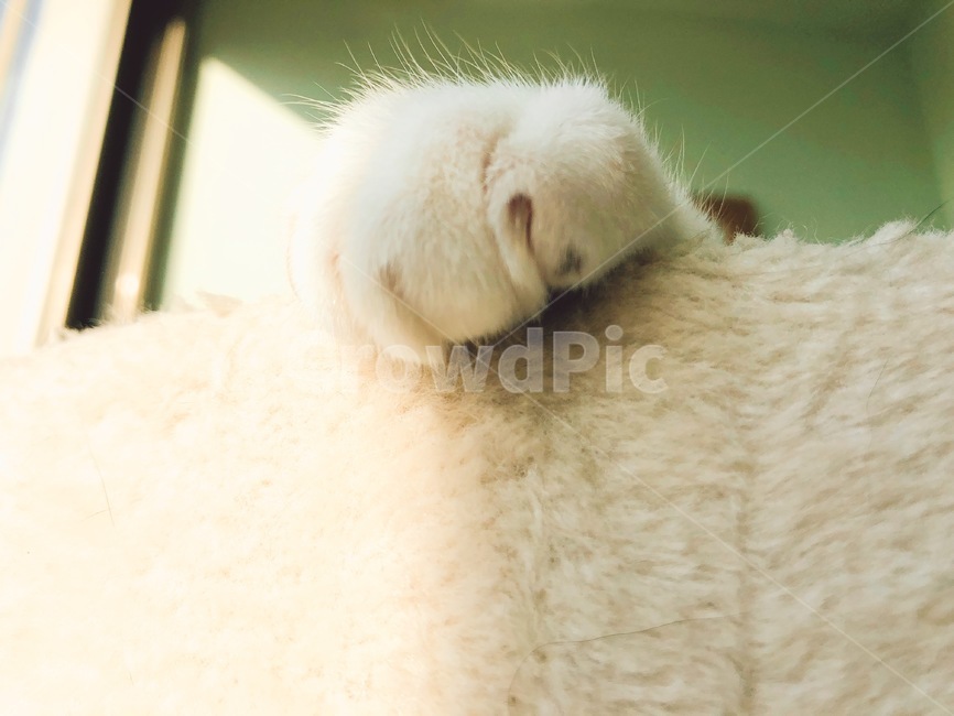 고양이,고양이발,냥펀치,캣타워,cat,catfoot,고양이양말