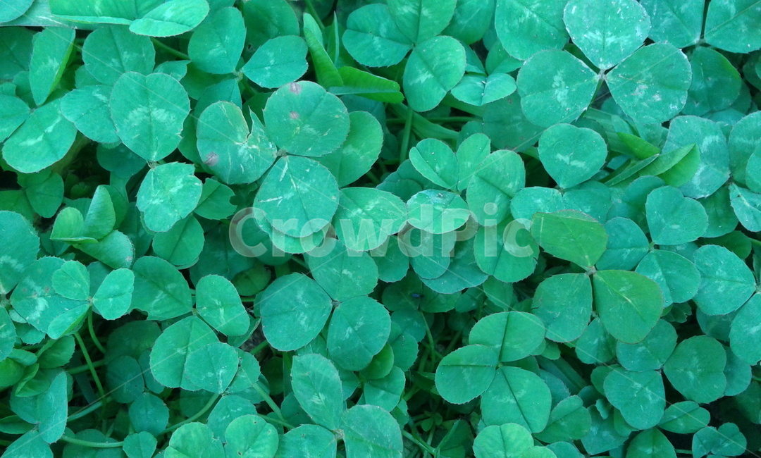 green,초록,식물,잎,leaf,세잎클로버,토끼풀,식물,자연,plants,nature