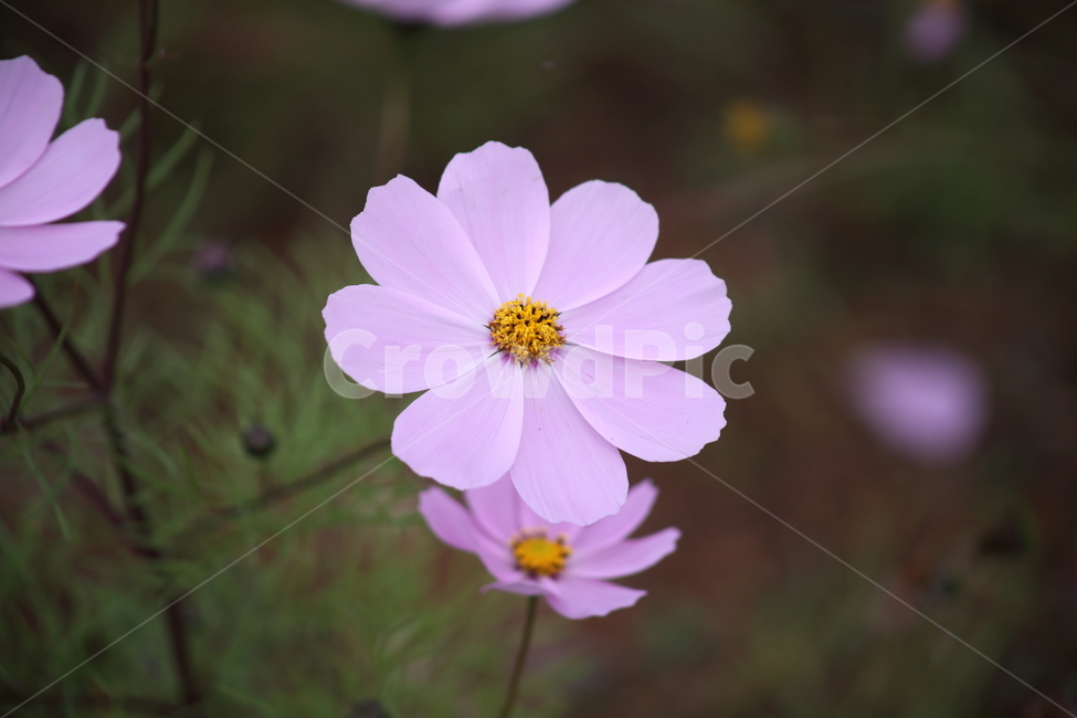 코스모스,꽃,식물,가을꽃,cosmos,가을,계절,fall,autumn,season,식물,자연,plants,nature,꽃,flower,plant