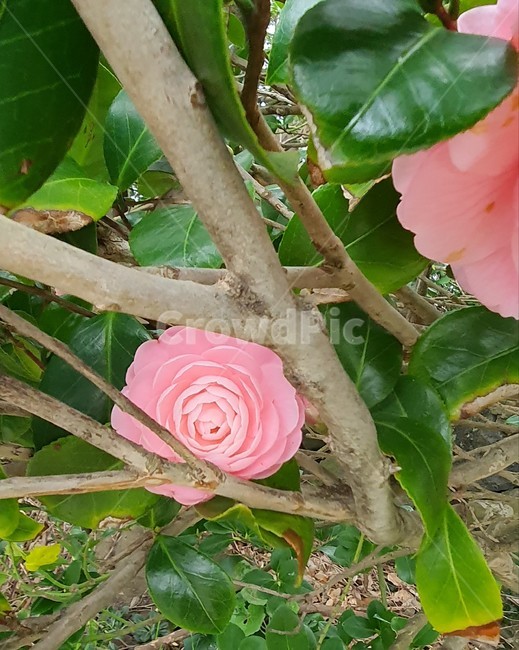 plant,식물,blossom,rose,꽃,flower,장미