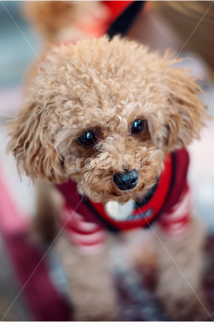 강아지,멍멍이,애견,애완견,반려견,주인님,복종,순종,동물,animal,포유류,mammal,개,강아지,dog,doggy