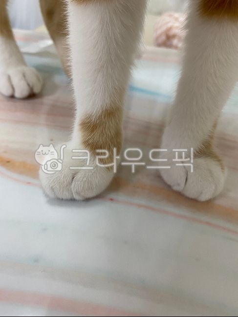 고양이,한국고양이,고양이발,동물발,고양이젤리,치즈고양이,cat,동물,코리안숏헤어,코숏,고양이,cat,kitten,kitty