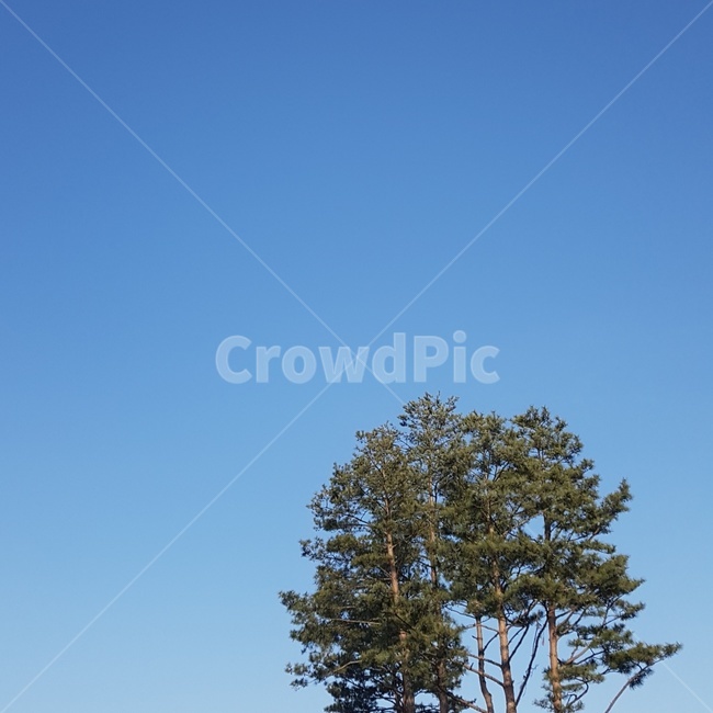tree,나무,plant,식물,하늘,자연