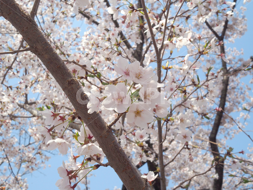 봄,벚꽃,경주,벚꽃길,꽃길,나들이,봄나들이,계절,spring,nature,꽃,flower,소풍,꽃구경