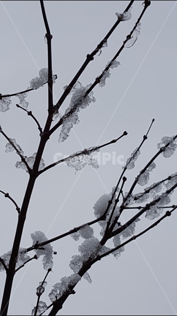 눈,춘설,가지,꽃샘추위,눈녹음,겨울,계절,winter,season,식물,자연,plants,nature,나무,trees,wood