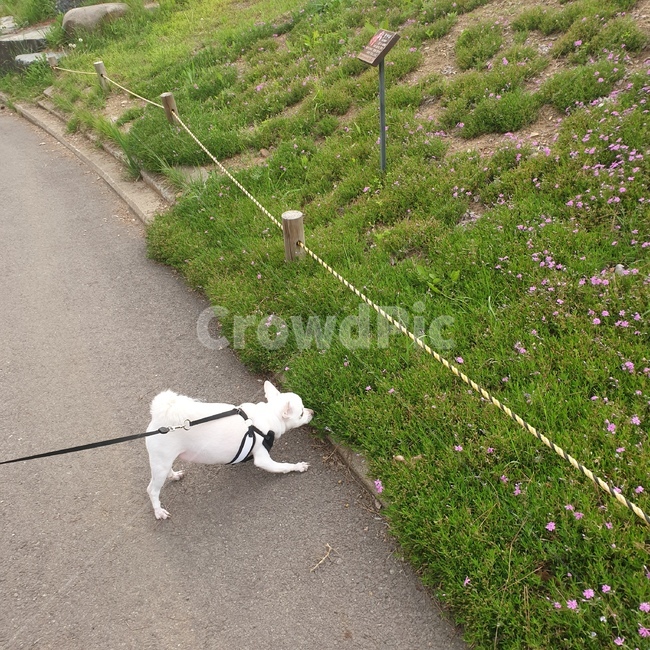 강아지,잔디,노즈워크,nosework,dog,pet,color,pink,green,white,lawn,flower,soil,cement,반려견,색감,분홍색,흰색,꽃,흙,토양,시멘트,대조적,contrasting