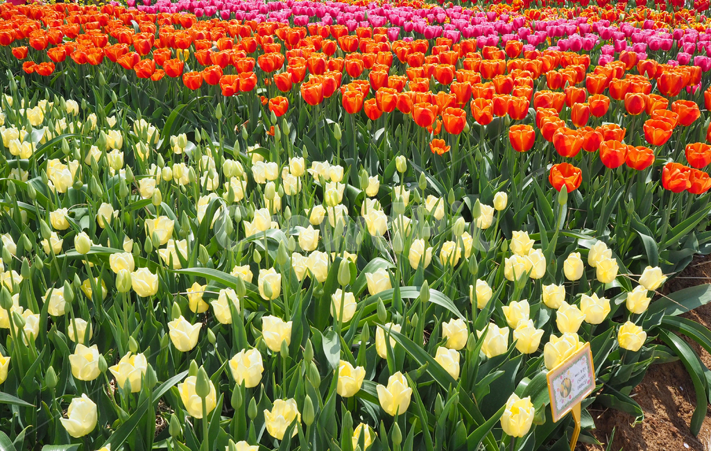튤립,꽃,식물,봄,자연,계절,plants,spring,nature,flower,tullip