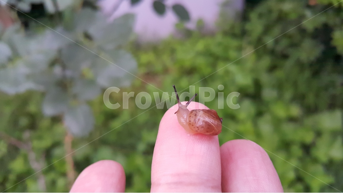 자연,동물,달팽이,snail,nature,animal,동물,animal,사람,인물,인간,human,person,신체일부,몸,body