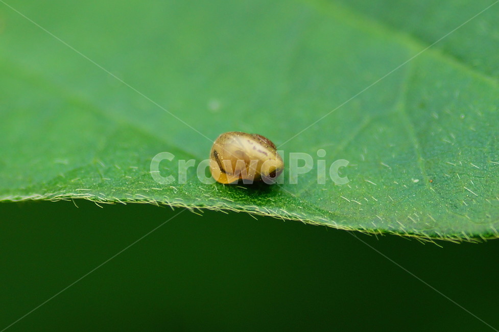 plant,식물,pollen,화분,geranium,blossom,달팽이,동물,animal