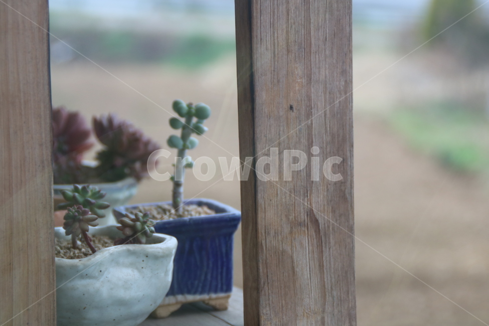 야외,외로움,하나,봄바람,겨울,실내용화초,화분,화초,house plant