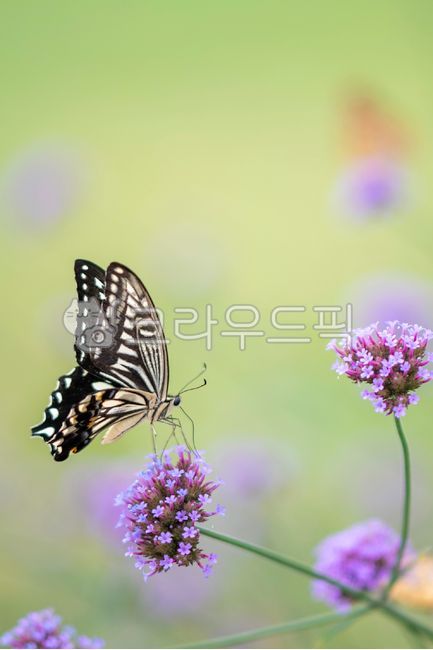 호랑나비,라벤더,감성,여름,꽃밭,butterflies,lavender