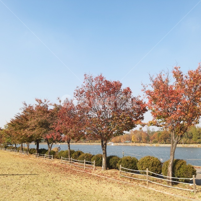 미사리,가을,단풍,나무,tree