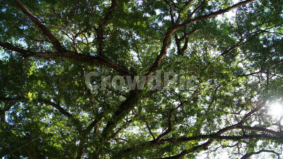 trees,tree,forest,cambodia,sky,blue,cloud,road,park,garden,landscape,green,nature,sun,sunny,sunnyday,나무,하늘,공원,숲,캄보디아,풍경,자연,잔디,해,풀