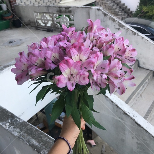 꽃,꽃다발,셀프부케,알스트로메리아,식물