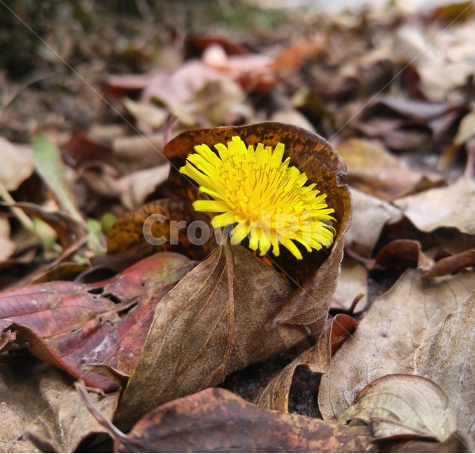 가을,낙엽,민들레,포근,낙엽이불,식물,자연,plants,nature,꽃,flower