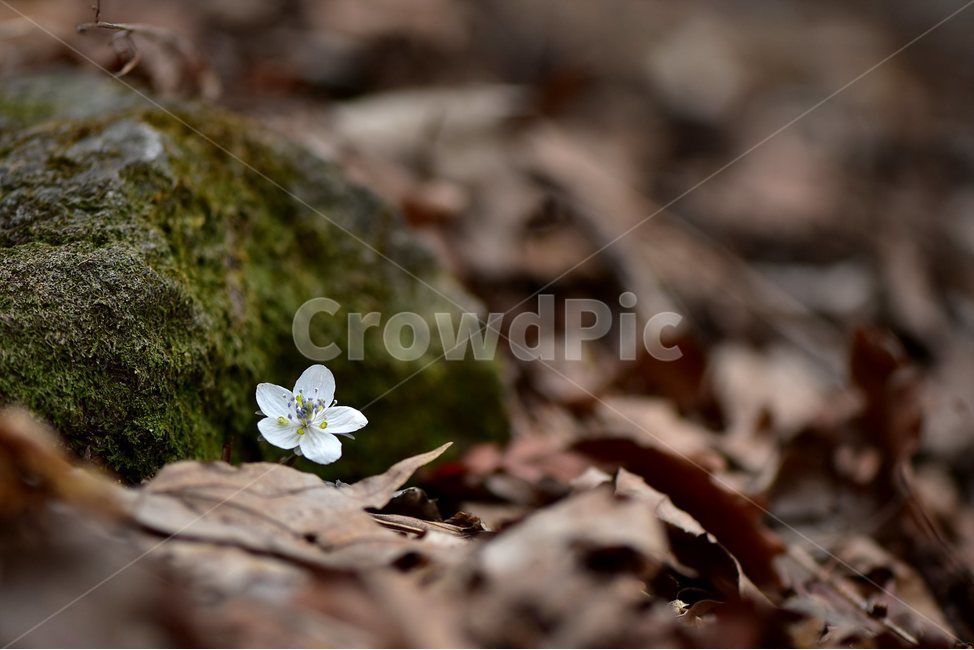 변산바람꽃,2018년,3월,야생화,꽃,생태,식물,자연,들꽃,산꽃,봄,감성,힐링,플라워,계절,시즌,wild,Flower,plants,nature,spring,season,배경,풀,초본,미나리아재비과,너도바람꽃속,flower,생태사진,봄꽃,자생지,경기도,식물,자연,plants,nature,꽃,flower