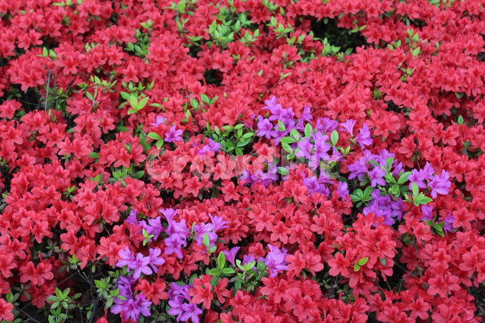 꽃,철쭉,야생화,길꽃,진달래,봄,계절,spring,season,식물,자연,plants,nature,꽃,flower,blossom,geranium,제라늄,plant,petal,꽃잎