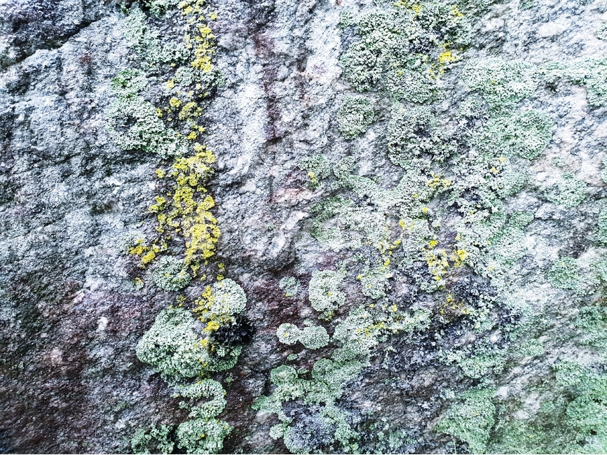 이끼,자연,식물,바위,배경,moss,nature,flora,rock,background,자연,풍경,nature,landscape,록