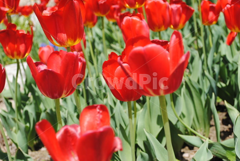 plant,식물,blossom,꽃,flower
