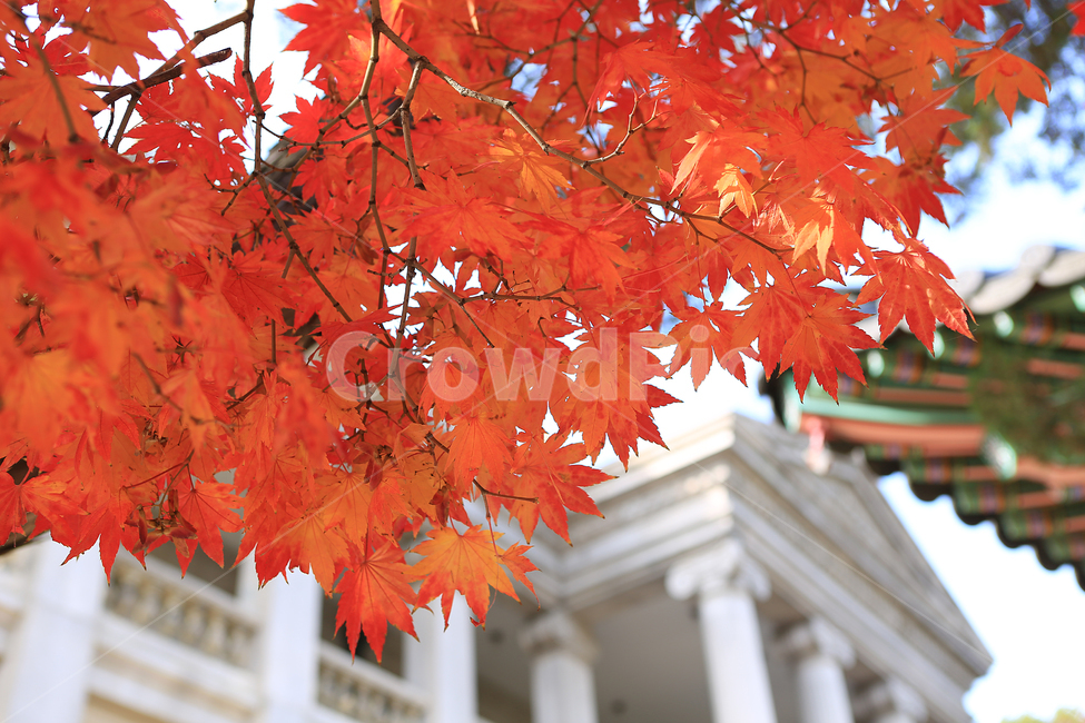 가을,단풍,덕수궁,궁,나무,fall,autumncolors,palace,tree,가을,계절,fall,autumn,season,한국전통,한국문화,korean traditional,korean culture,건축물,건물외관,exterior,building,structure,architecture,construction,plant,식물,leaf,잎