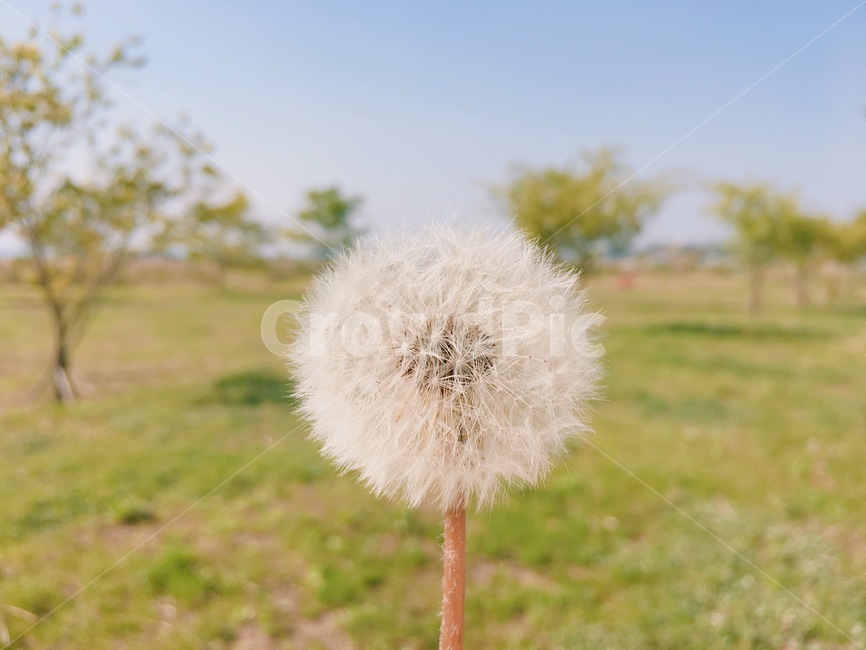 민들레,홀씨,초록,잔디,봄,하늘