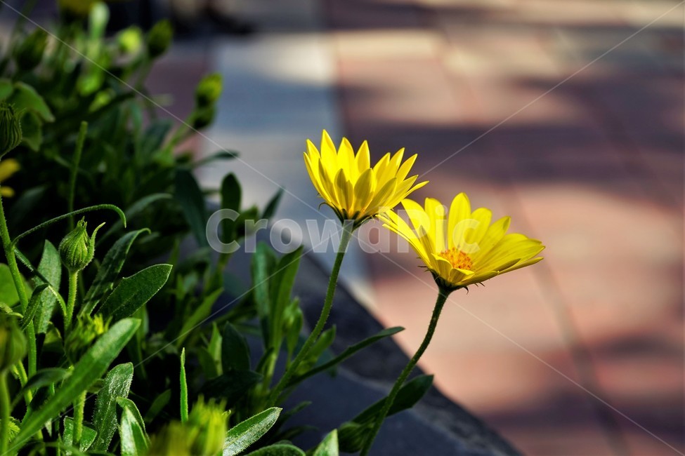 bloom,colorful,floral,flower,gardenflowers,happymind,life,nature,plant,spring,봄,정원,가드닝,원예,원예식물,화려,식물,꽃,garden,scent,healing,노랑,yellow