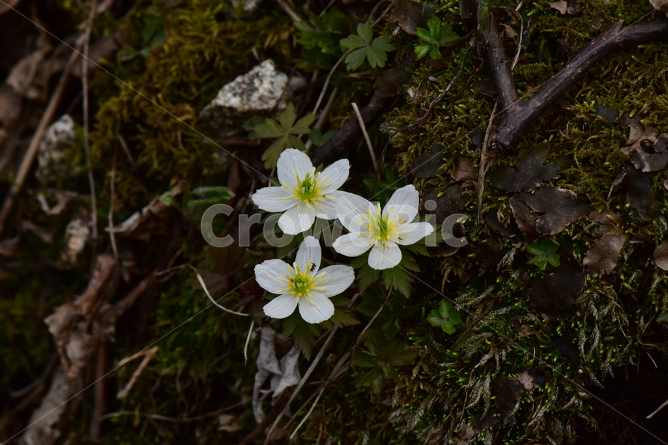 모데미풀,야생화,봄,꽃,풀꽃,자연,식물,식생,plants,nature,spring,season,flower