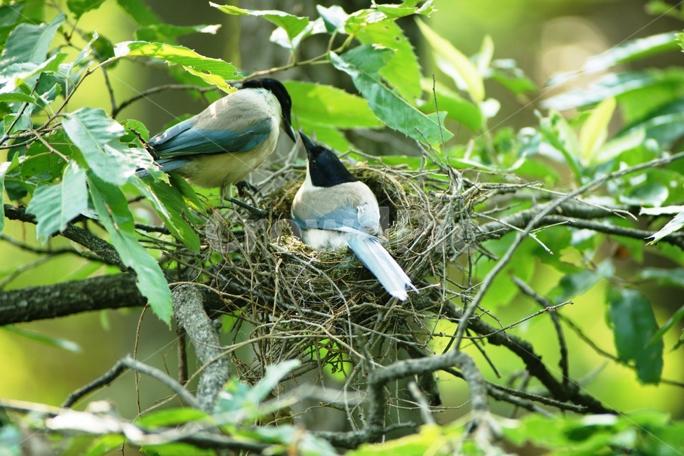 물까치,둥지,육추,가족,조류,동물,animal,조류,새,birds