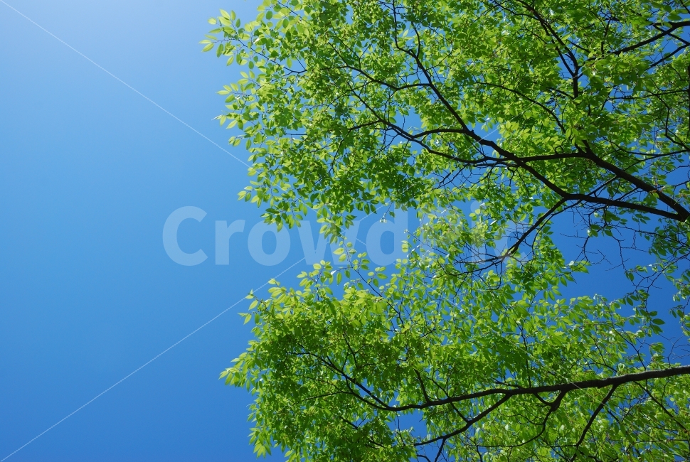 나무,초록,하늘,조경,배경,공원,산,자연,여행,파랑,봄,식물,자연,plants,nature