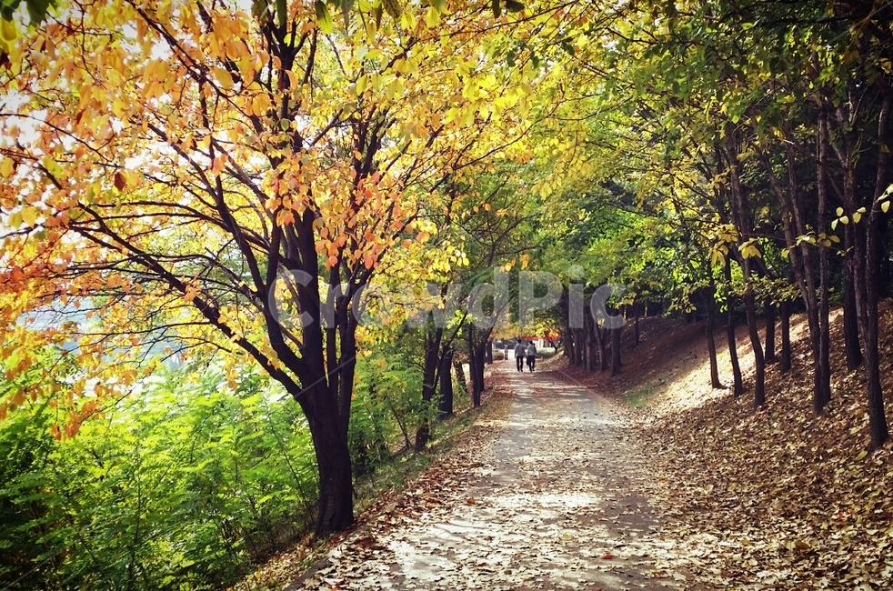 단풍,산책,가을,계절,햇살,단풍잎,나뭇잎,잎,plant,식물,tree,나무,human,인간,person,사람,maple,노랑,주황,가을,계절,fall,autumn,season,나무,trees,wood