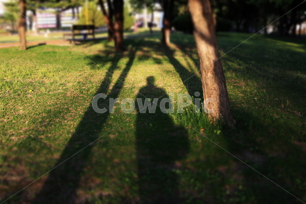 그림자,나무,풀,자연,사람,흙,햇빛,빛,shadow,tree,grace,nature,people,light,sunshine,ground,natural
