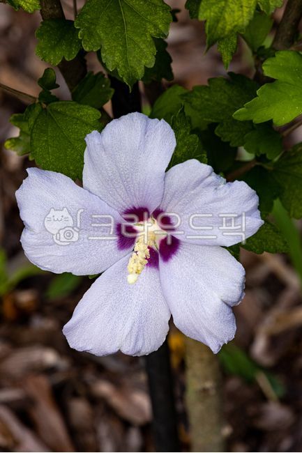 무궁화내사랑,무궁화,무궁화꽃,우리나라꽃,무궁화품종,무궁화종류,우리꽃,꽃잎,정원,나라꽃,국화,보존,옥외,자연,mugunghwa,koreannationalflower,theroseofsharon,flower,garden,outdoors,nature,plant