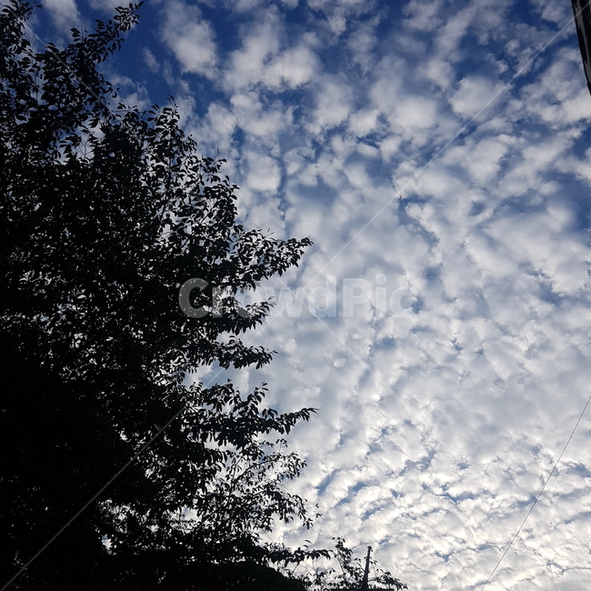 plant,식물,tree,nature,자연,outdoors