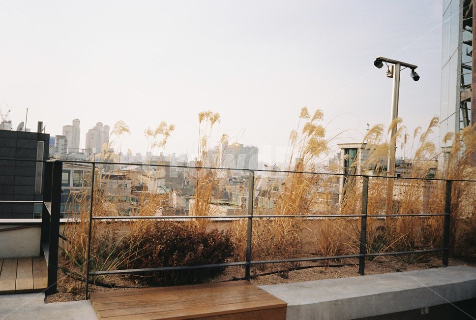 railing,handrail,난간,banister,자연,해질녁,노을,갈대