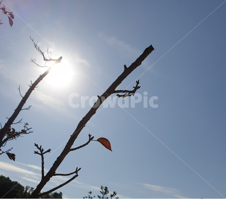 나뭇가지,나무가지,하늘,파란하늘,단풍,풍경,자연,nature,branch,maple,mapleleaves,autumn,sky,blue,scenery,leaf,leaves,가을