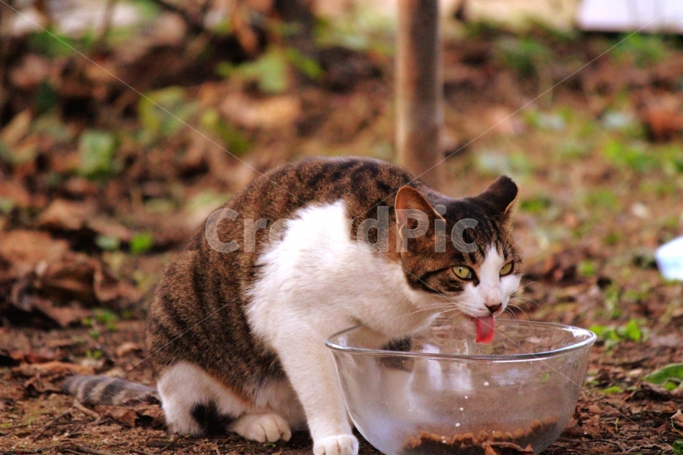 love,stray cat,coexistence,cat,wild animals,wild,life