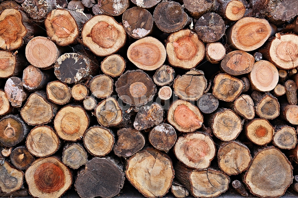 통나무,장작,나무,땔감,무늬,자연,나이테,나무,trees,wood