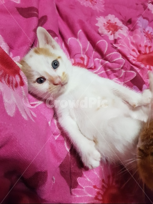 고양이,아기냥이,길고양이새끼,동물,아기고양이