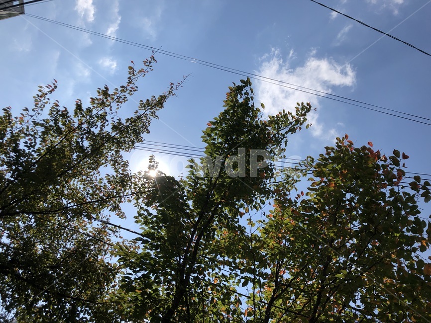 나무,tree,하늘,구름,식물원,plant