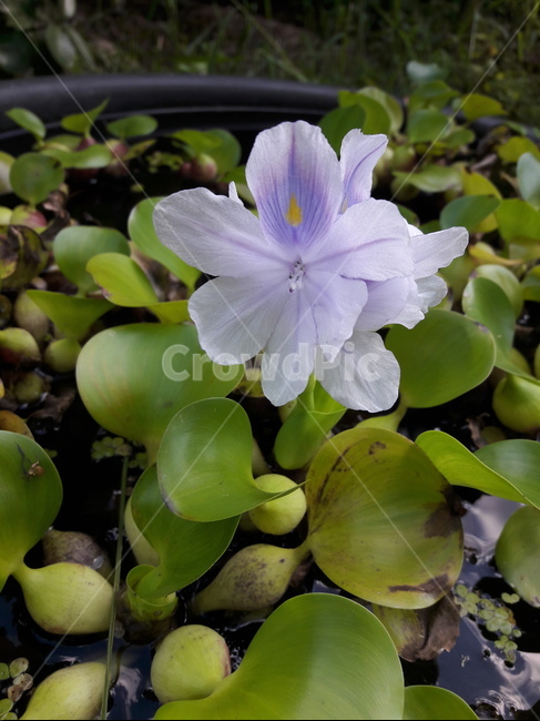 자연,꽃,부레옥잠,보라색,부레옥잠꽃,rhc,식물,식물,자연,plants,nature,꽃,flower