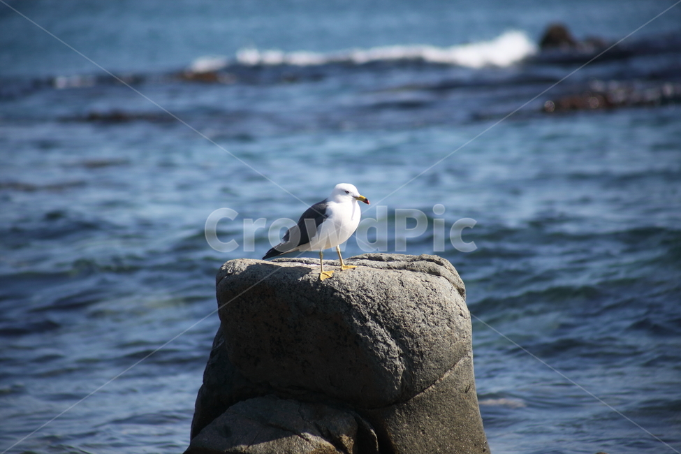 갈매기,바다새,대형조류,commongull,mewgull,laruscrassirostris,괭이갈매기,동물,animal,조류,새,birds