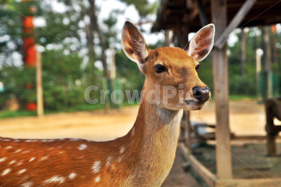 꽃사슴,사슴,동물,반점,월미공원,대륙사슴,매화사슴,포유동물,동물,animal,포유류,mammal
